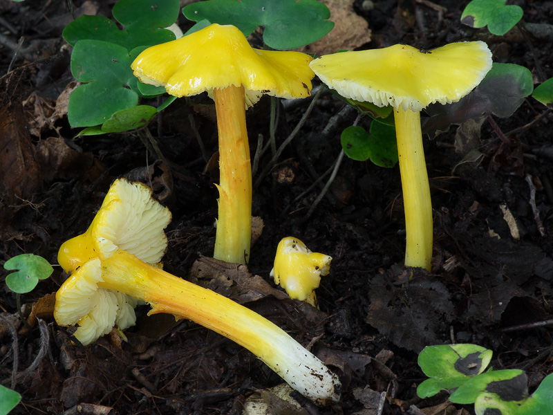 Hygrocybe persistens